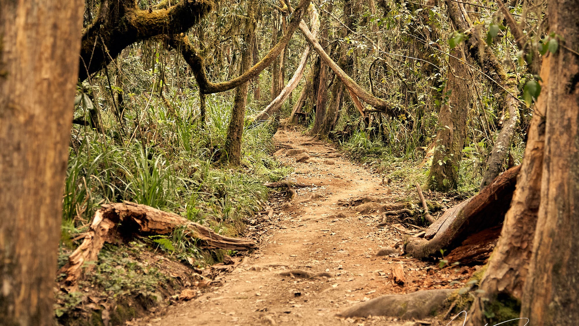 klimb mount kilimanjaro - tanzania afrika - ImagoSTUDIO ⎪ Andreas Strobl