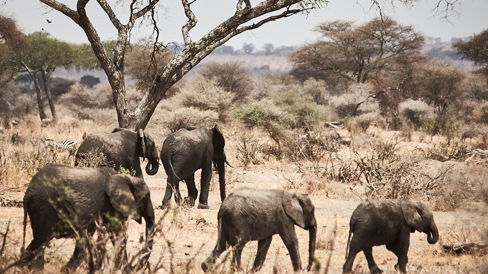 elefant family - tanzania afrika - ImagoSTUDIO ⎪ Andreas Strobl