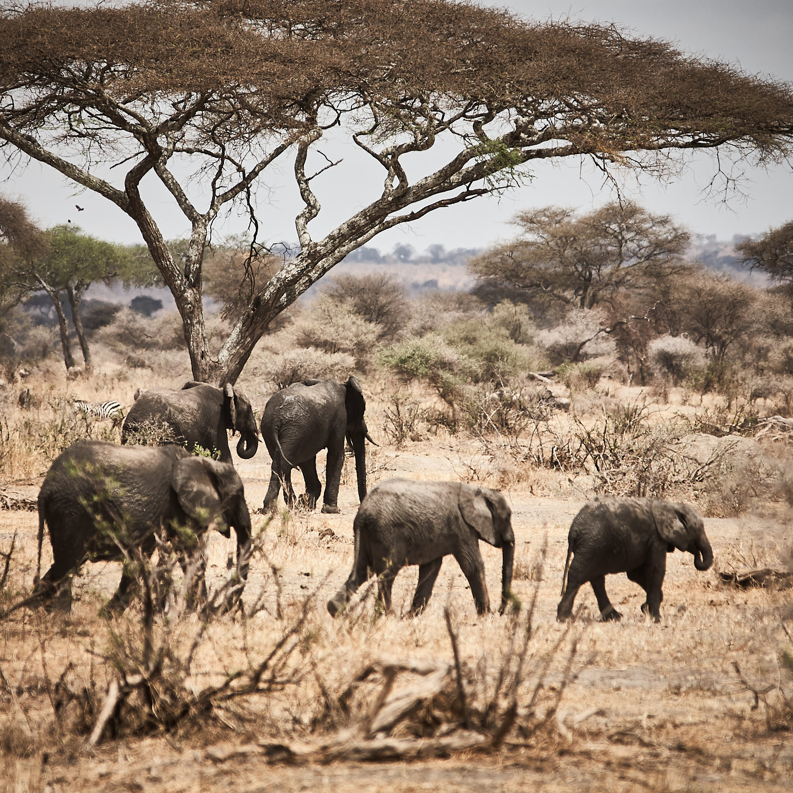 elefant family - tanzania afrika - ImagoSTUDIO ⎪ Andreas Strobl